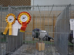 XIV Concurso Exposición de Palomas de Raza en Mula 2024